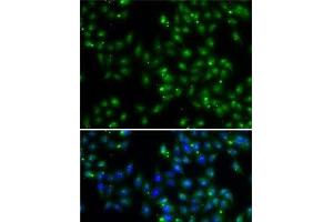 Immunofluorescence analysis of A-549 cells using DUSP22 Polyclonal Antibody (DUSP22 antibody)