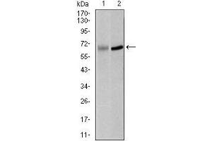 Western blot analysis using PLK1 mouse mAb against K562 (1) and Raji (2) cell lysate.