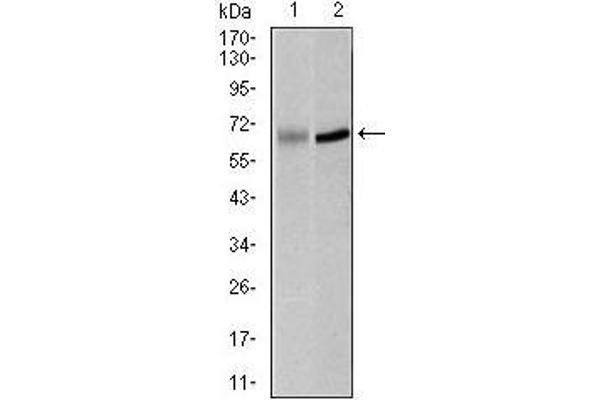PLK1 Antikörper  (AA 331-508)