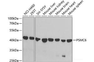 Western blot analysis of extracts of various cell lines using PSMC6 Polyclonal Antibody at dilution of 1:1000. (PSMC6 antibody)