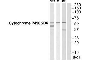 Western blot analysis of extracts from 293/Jurkat/K562 cells, using CYP2D6 antibody.