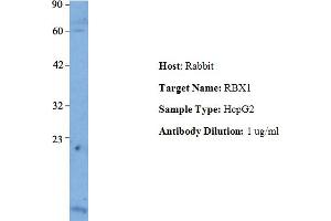 Host: Rabbit Target Name: RBX1 Sample Type: Human HepG2 Antibody Dilution: 1. (RBX1 antibody  (Middle Region))