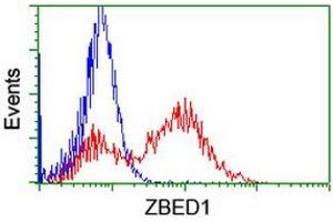 ZBED1 antibody