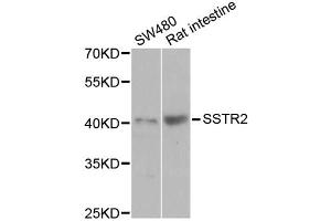 Western blot analysis of extracts of various cell lines, using SSTR2 antibody (ABIN5971606) at 1/1000 dilution. (SSTR2 antibody)