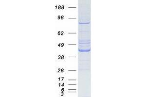 Validation with Western Blot (OAS1 Protein (Transcript Variant 2) (Myc-DYKDDDDK Tag))