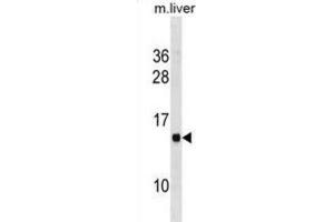 Western Blotting (WB) image for anti-Membrane-Spanning 4-Domains, Subfamily A, Member 13 (MS4A13) antibody (ABIN3001016) (MS4A13 antibody)