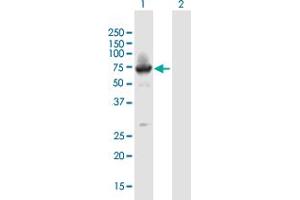 Western Blot analysis of BTBD9 expression in transfected 293T cell line by BTBD9 MaxPab polyclonal antibody. (BTBD9 antibody  (AA 1-582))