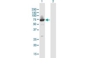 Western Blot analysis of BTBD9 expression in transfected 293T cell line by BTBD9 MaxPab polyclonal antibody.