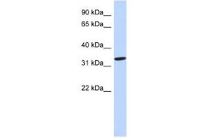 AZGP1 antibody used at 1 ug/ml to detect target protein. (AZGP1 antibody  (N-Term))