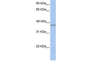 WB Suggested Anti-A4GNT Antibody Titration:  0. (A4GNT antibody  (N-Term))