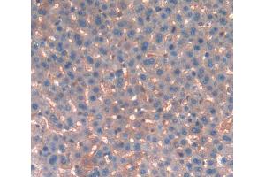 IHC-P analysis of liver tissue, with DAB staining. (KNG1 antibody  (AA 378-430))