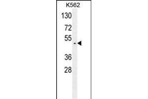GTPBP2 Antibody (C-term) (ABIN654178 and ABIN2844034) western blot analysis in K562 cell line lysates (35 μg/lane). (GTPBP2 antibody  (C-Term))