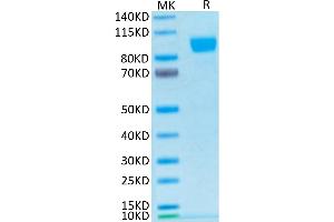 Biotinylated Human Her2/ErbB2 on Tris-Bis PAGE under reduced condition.