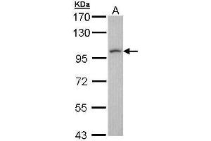 LUZP1 antibody  (N-Term)