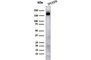 Western Blotting (WB) image for anti-Protein tyrosine Phosphatase, Receptor Type, C (PTPRC) antibody (ABIN6940464)