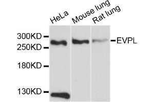 Western blot analysis of extracts of various cell lines, using EVPL antibody. (Envoplakin antibody)