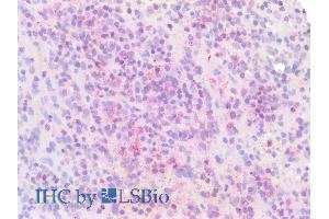 ABIN6391353 (5µg/ml) staining of paraffin embedded Human Spleen. (IRF4 antibody  (AA 393-407))