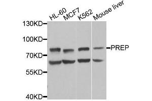 Western blot analysis of extracts of various cell lines, using PREP antibody (ABIN6003570) at 1/1000 dilution.