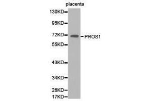Western Blotting (WB) image for anti-Protein S (PROS) antibody (ABIN1874341)