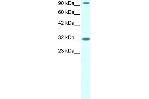 CIC antibody  (N-Term)