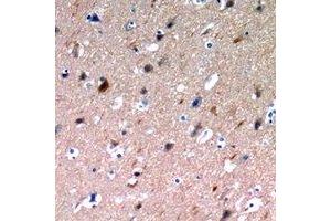 Immunohistochemical analysis of NLRX1 staining in human brain formalin fixed paraffin embedded tissue section. (NLRX1 antibody)