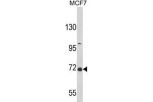 Western Blotting (WB) image for anti-GRB2-Associated Binding Protein 2 (GAB2) antibody (ABIN3002870)
