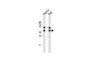 Western Blot at 1:1000 dilution Lane 1: HepG2 whole cell lysate Lane 2: Raji whole cell lysate Lysates/proteins at 20 ug per lane. (GLRX3 antibody  (N-Term))
