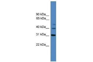 TRIB1 antibody used at 0. (TRIB1 antibody  (C-Term))
