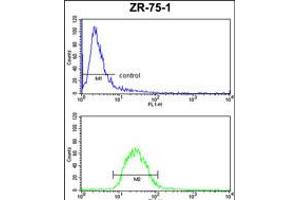 PTGER2 Antibody FC analysis of ZR-75-1 cells (bottom histogram) compared to a negative control cell (top histogram).