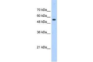 PODXL antibody used at 0. (PODXL antibody  (Middle Region))