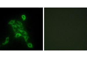 Peptide - +Western blot analysis of extracts from HUVEC cells, using COX6C antibody. (COX6C antibody)