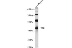 Western blot analysis of extracts of Rat thymus, using WBP4 antibody (ABIN7271392) at 1:1000 dilution. (WBP4 antibody  (AA 1-376))