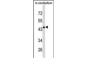 Western blot analysis of FMOD Antibody in mouse cerebellum tissue lysates (35ug/lane)