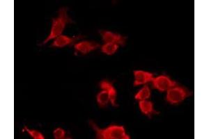ABIN6277548 staining Hela by IF/ICC. (CHRM5 antibody  (C-Term))