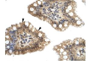 Nucleobindin 2 antibody was used for immunohistochemistry at a concentration of 4-8 ug/ml to stain Epithelial cells of intestinal villus (arrows) in Human Intestine. (NUCB2 antibody  (Middle Region))