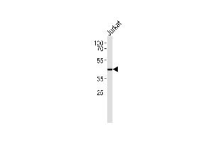 Western blot analysis of lysate from HUVEC cell line,using SLC22A3 Antibody (ABIN6241839). (SLC22A3 antibody)