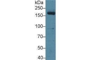 Detection of MPO in Mouse Serum using Polyclonal Antibody to Myeloperoxidase (MPO) (Myeloperoxidase antibody  (AA 253-718))