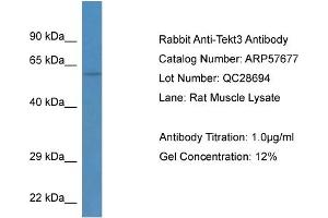 Western Blotting (WB) image for anti-Tektin 3 (TEKT3) (N-Term) antibody (ABIN2787333)