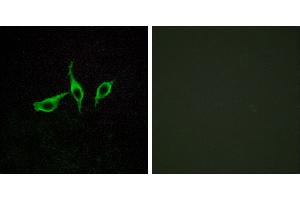 Peptide - +Western blot analysis of extracts from LOVO cells, using GPR120 antibody. (O3FAR1 antibody  (Internal Region))