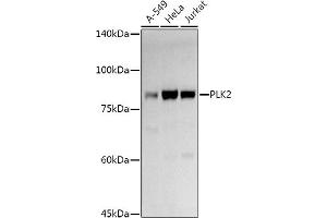 Western blot analysis of extracts of various cell lines, using PLK2 antibody (ABIN6132905, ABIN6145776, ABIN6145778 and ABIN6222860) at 1:1000 dilution. (PLK2 antibody  (AA 322-671))