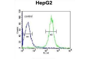 Flow Cytometry (FACS) image for anti-Angiopoietin-Like 4 (ANGPTL4) antibody (ABIN3004083) (ANGPTL4 antibody)