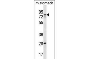 WBSCR17 Antibody (C-term) (ABIN657083 and ABIN2846243) western blot analysis in mouse stomach tissue lysates (35 μg/lane).