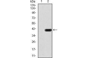 Western blot analysis using CIDEC mAb against HEK293 (1) and CIDEC (AA: 53-141)-hIgGFc transfected HEK293 (2) cell lysate. (CIDEC antibody  (AA 53-141))