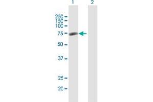 Western Blot analysis of GPATCH4 expression in transfected 293T cell line by GPATCH4 MaxPab polyclonal antibody. (GPATCH4 antibody  (AA 1-446))