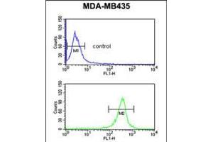 Flow cytometric analysis of MDA-MB435 cells (bottom histogram) compared to a negative control cell (top histogram). (EXTL3 antibody  (N-Term))