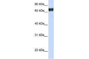 PLEKHA4 antibody used at 1 ug/ml to detect target protein. (PLEKHA4 antibody)