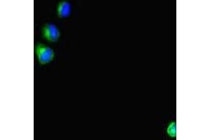 Immunofluorescent analysis of HepG2 cells using ABIN7166128 at dilution of 1:100 and Alexa Fluor 488-congugated AffiniPure Goat Anti-Rabbit IgG(H+L)