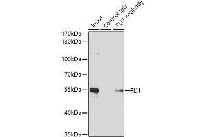 Immunoprecipitation analysis of 200 μg extracts of Jurkat cells using 1 μg FLI1 antibody (ABIN6129576, ABIN6140673, ABIN6140674 and ABIN6221283). (FLI1 antibody  (AA 1-100))