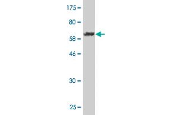 MRPL1 antibody  (AA 1-303)