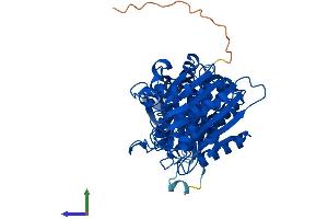 AlphaFold protein structure predicition of Mouse Recombinant Npepl1 Protein, UniprotID Q6NSR8 (NPEPL1 Protein (AA 1-524) (His tag))
